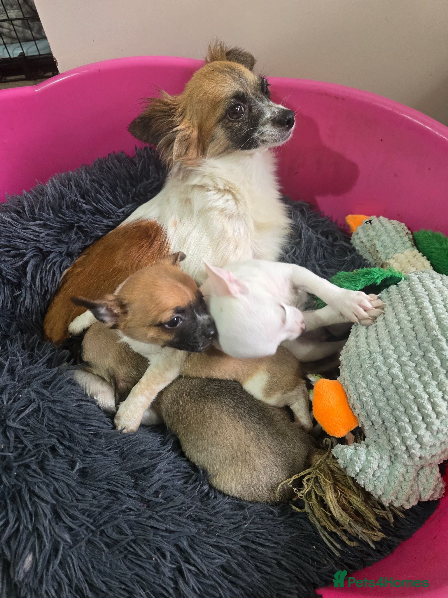 Chihuahua dogs Chihuahua puppies for sale  - Advert 1