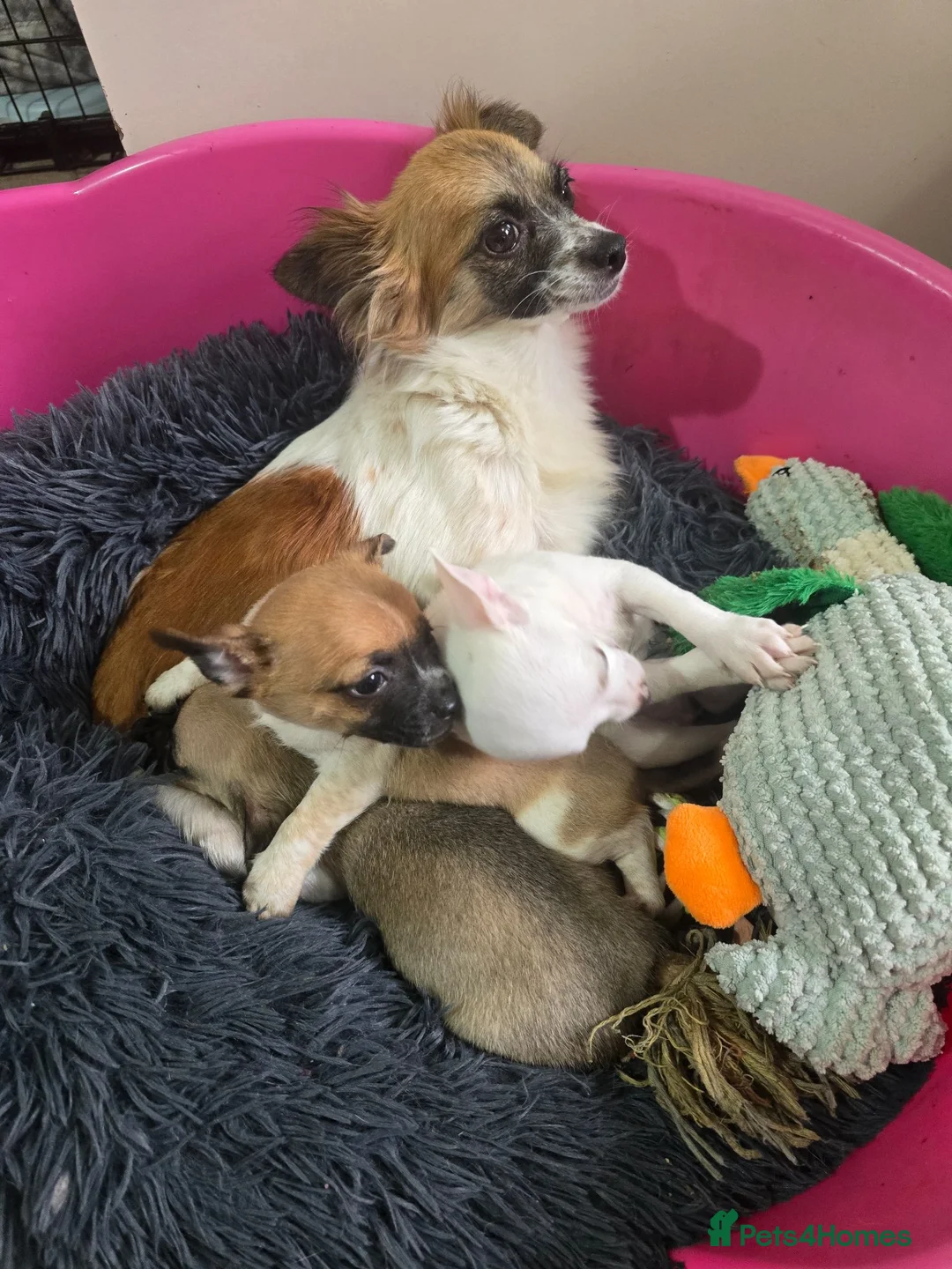 Chihuahua dogs for sale: Chihuahua puppies for sale  - Advert 1