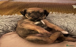 Mixed Breed dogs for sale: Schnackadoodles (Mini Schnauzer X Jackadoodle) - Image 2