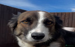 Mixed Breed dogs for sale: Stunning DNA heath test Collie x Hungarian Viszla - Image 25