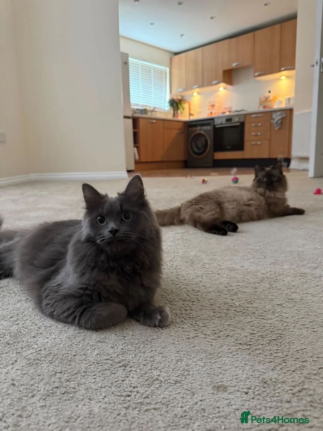 Ragdoll cats for sale: Winnie & Gus - Advert 2
