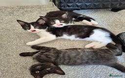 Mixed Breed cats for sale: Kittens for sale, 8 weeks old. - Image 4