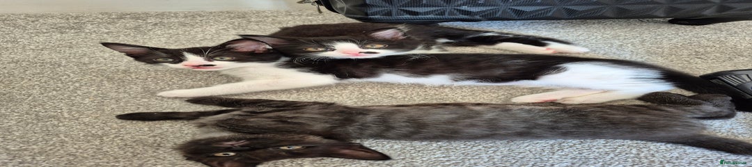 Mixed Breed Kitten 1