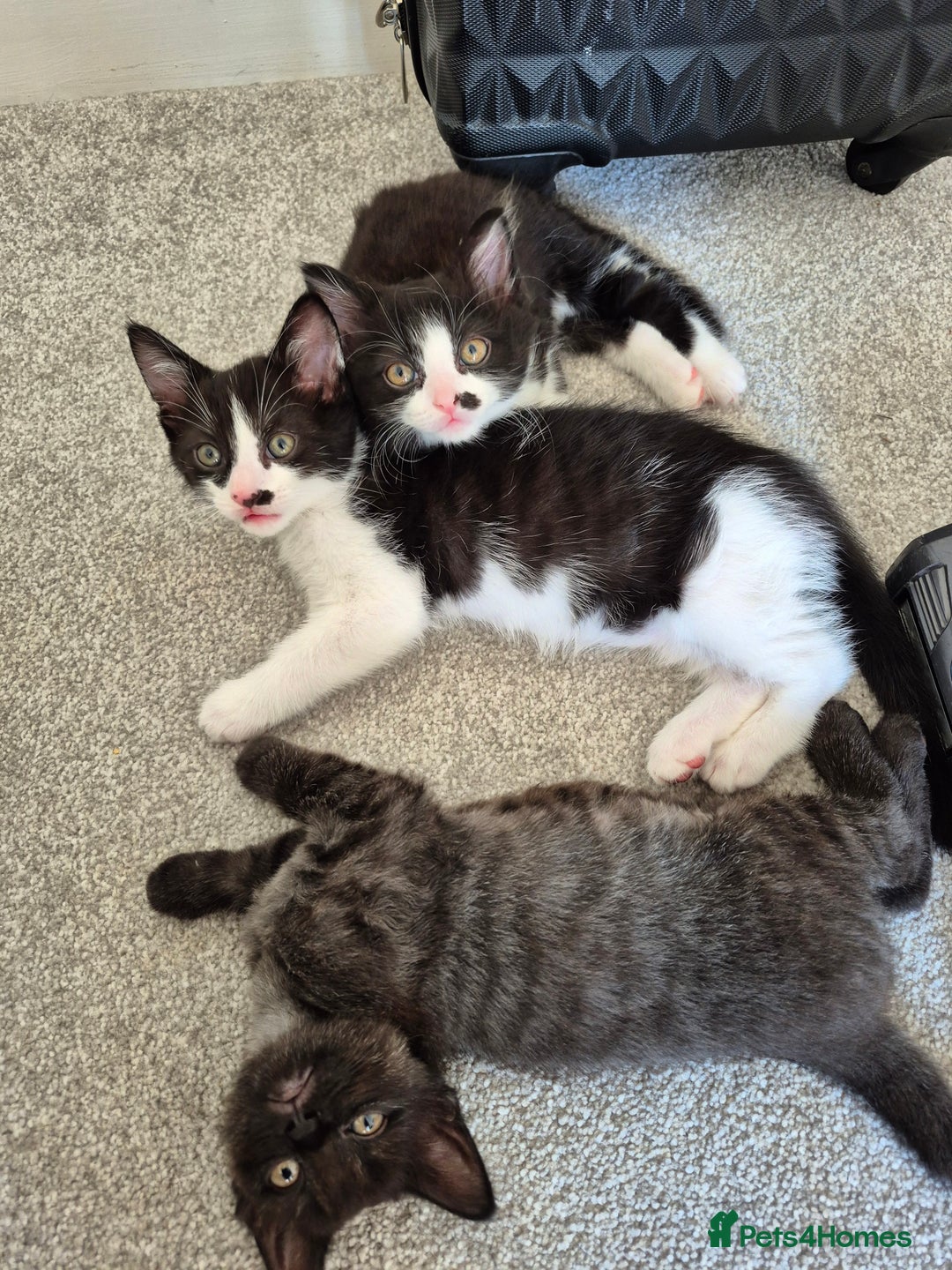 Mixed Breed cats for sale: Kittens for sale, 8 weeks old. - Image 4