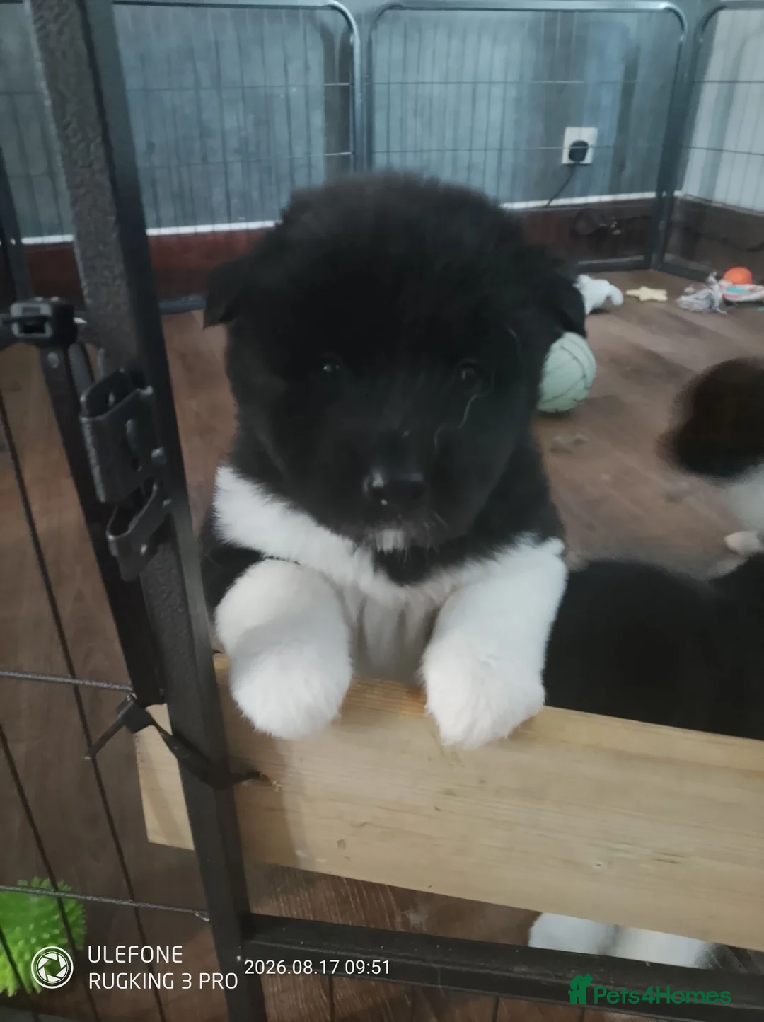 Akita dogs for sale: American Akita's  - Advert 2