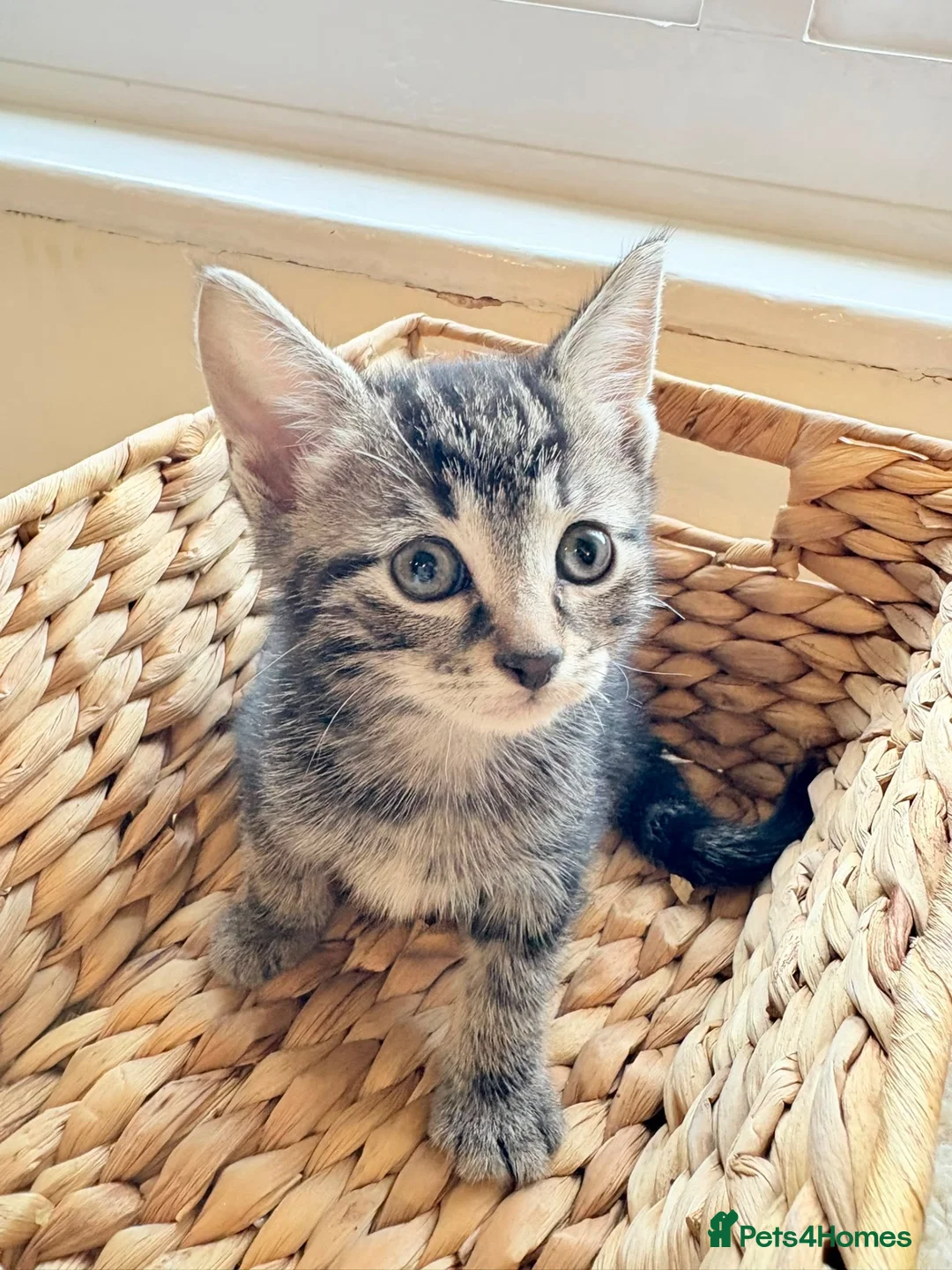 Mixed Breed cats for sale: 2 lovely tabby girls  - Advert 2