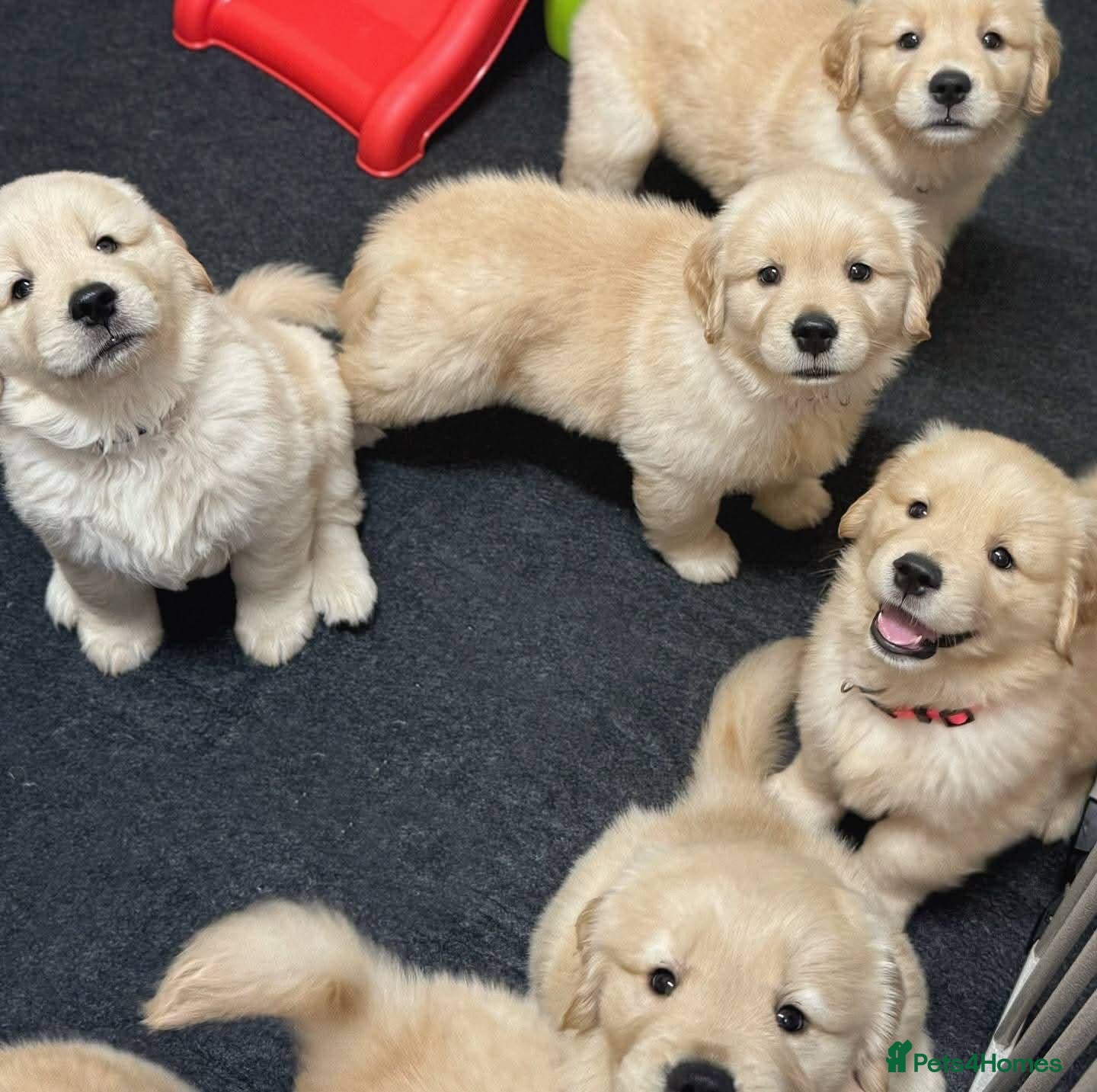 Golden Retriever dogs Beautiful litter of golden retrievers - Advert 7