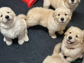 Golden Retriever dogs Beautiful litter of golden retrievers - Advert 7