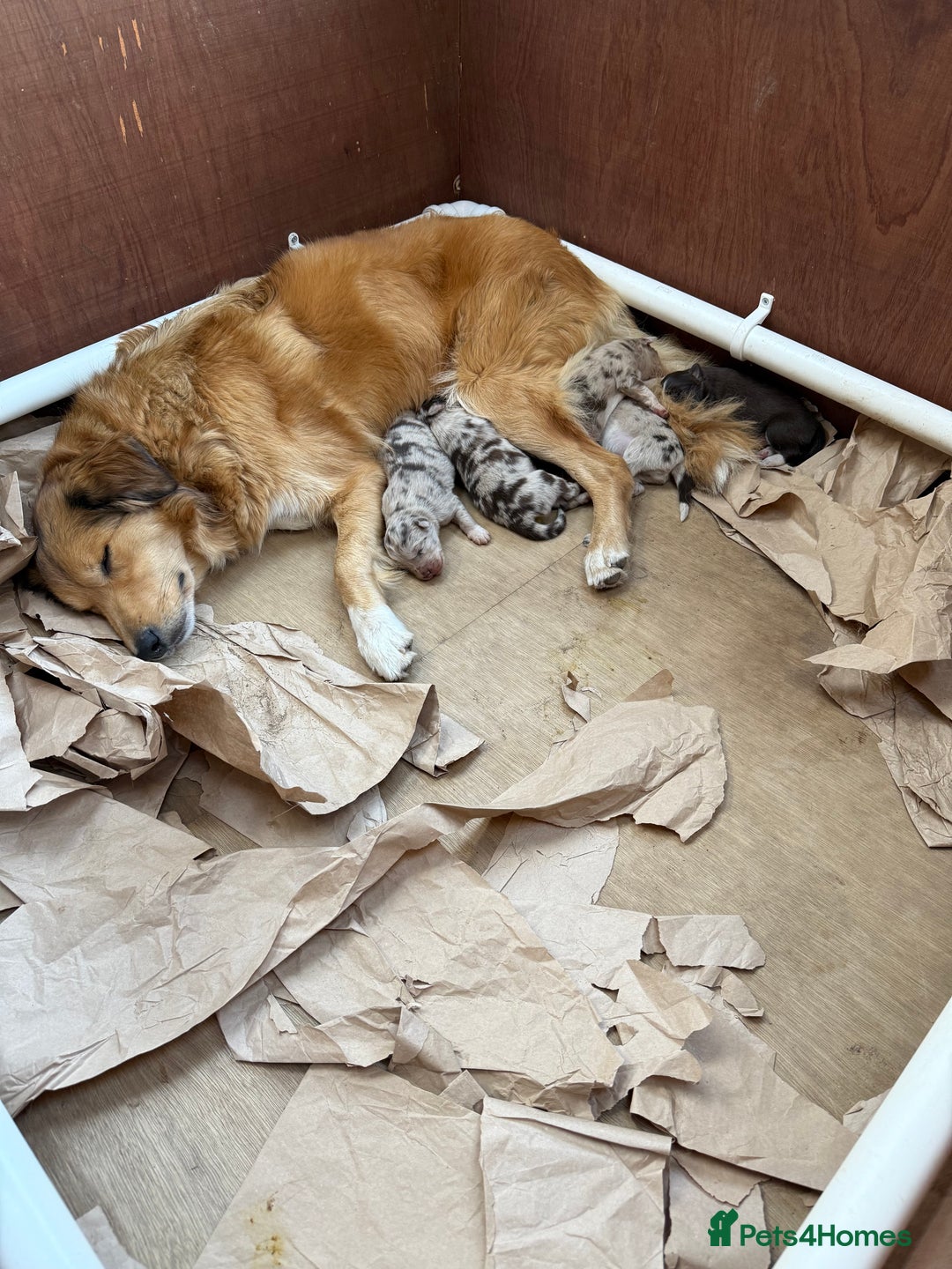 Border Collie dogs for sale: Beautiful Red Merle & Red Border Collie Puppies - Advert 2