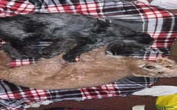 Mixed Breed dogs for sale: Bedlington terrier poodle mixed with a cockerpoo - Image 13