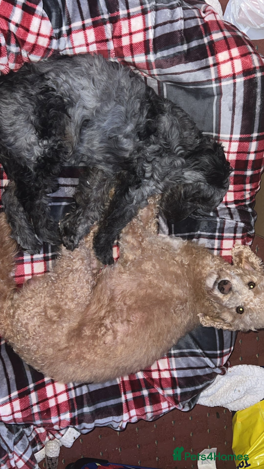 Mixed Breed dogs for sale: Bedlington terrier poodle mixed with a cockerpoo - Image 13