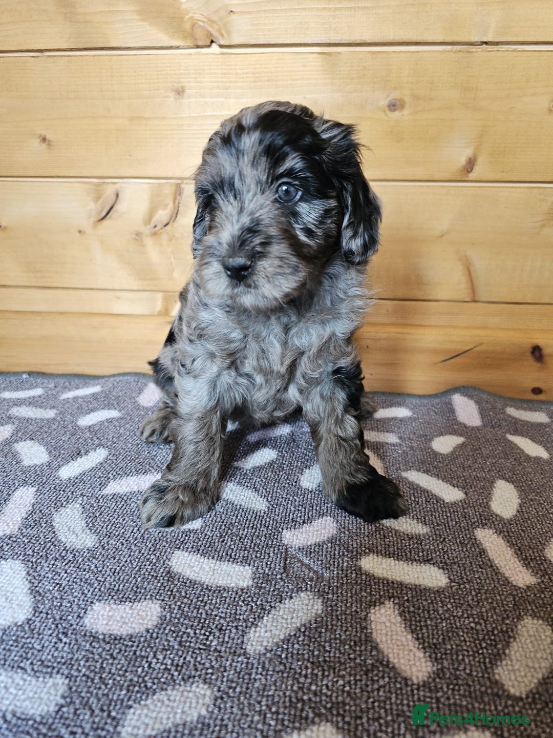 Australian Labradoodle dogs for sale: 💕 Stunning Australian Labradoodles! 💕 - Image 14