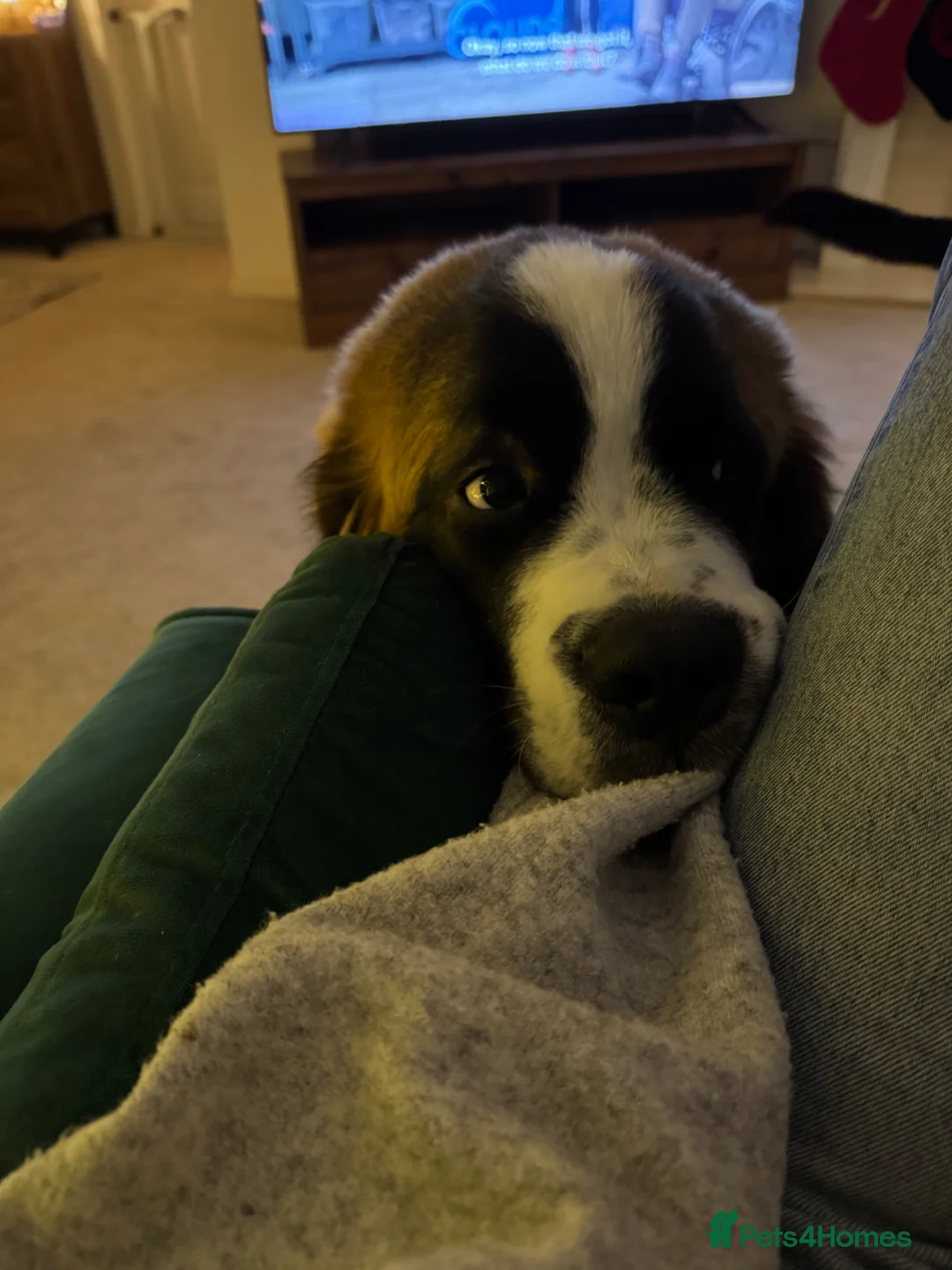 Saint Bernard dogs for sale: Donald in Middlewich - Advert 5