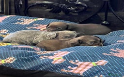 Miniature Dachshund dogs for sale: Stunning full pedigree Miniature Dachshunds  - Image 26