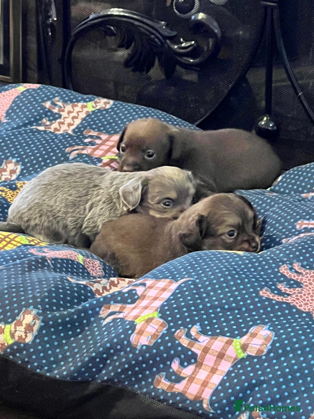 Miniature Dachshund dogs for sale: Stunning full pedigree Miniature Dachshunds  - Image 26