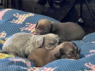 Miniature Dachshund dogs Stunning full pedigree Miniature Dachshunds - Advert 3