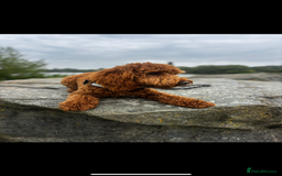 Cockapoo dogs for sale: Fox red F1 cockapoo - Image 3
