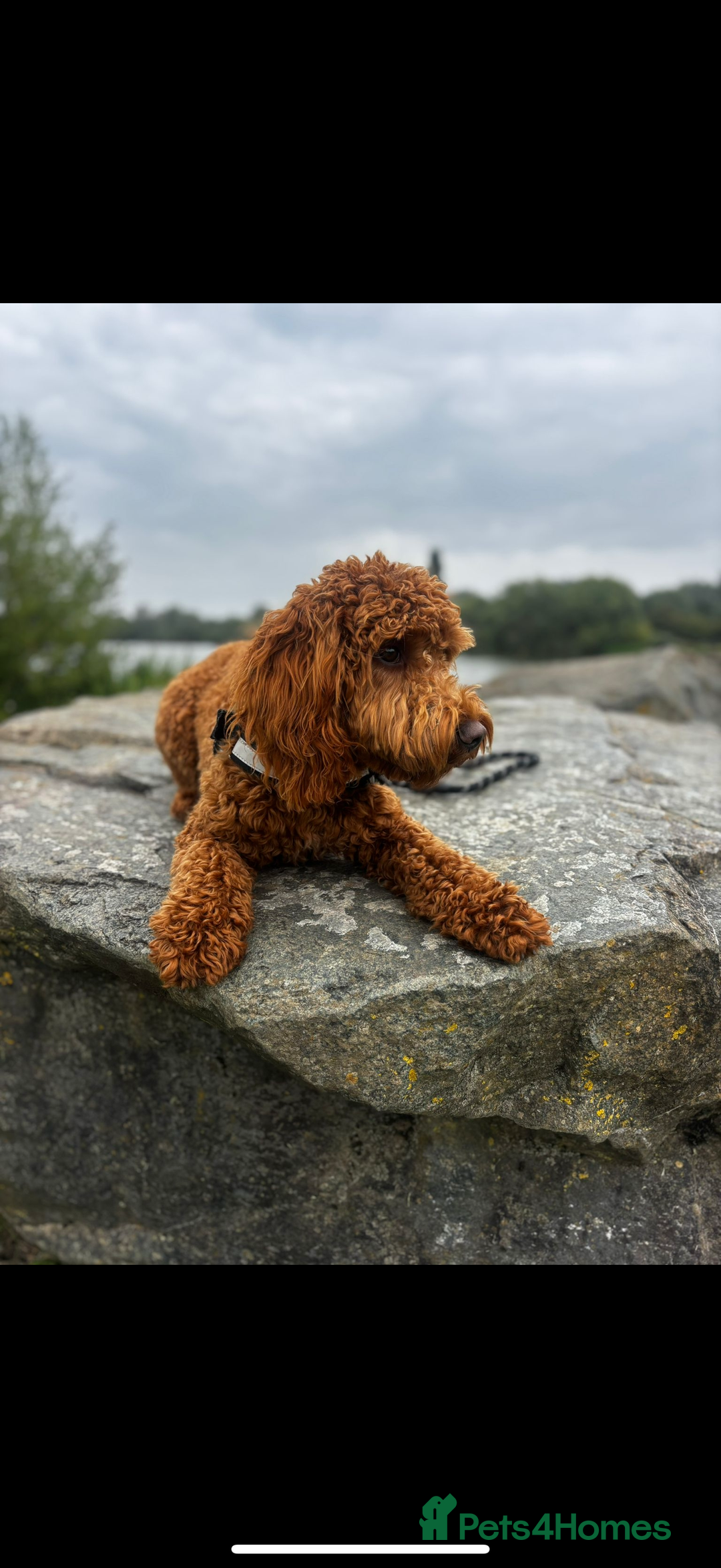 Cockapoo dogs for sale: Fox red F1 cockapoo - Image 3