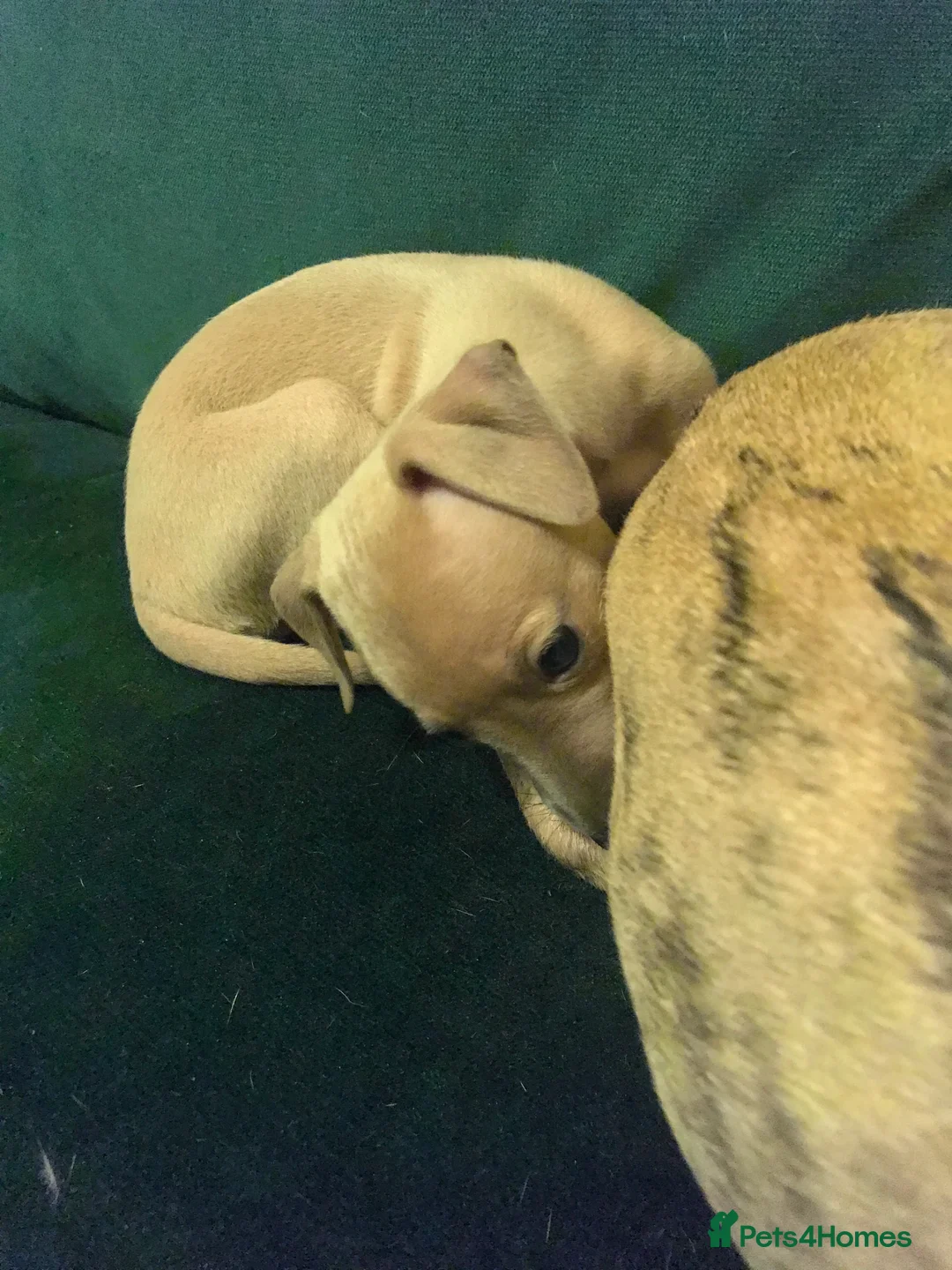 Mixed Breed dogs for sale: Italian Greyhound x Whiggy puppies - Advert 2
