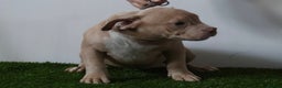 American Bully dogs for sale: Micro American bully puppies  - Advert 7