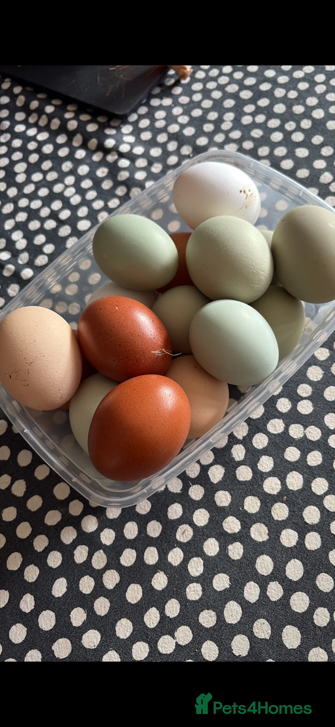 Chickens poultry for sale: cross breed Unsexed only 4 left  - Advert 1