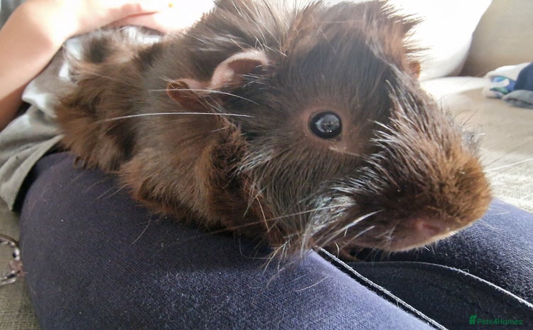 Guinea Pig rodents - Advert 1