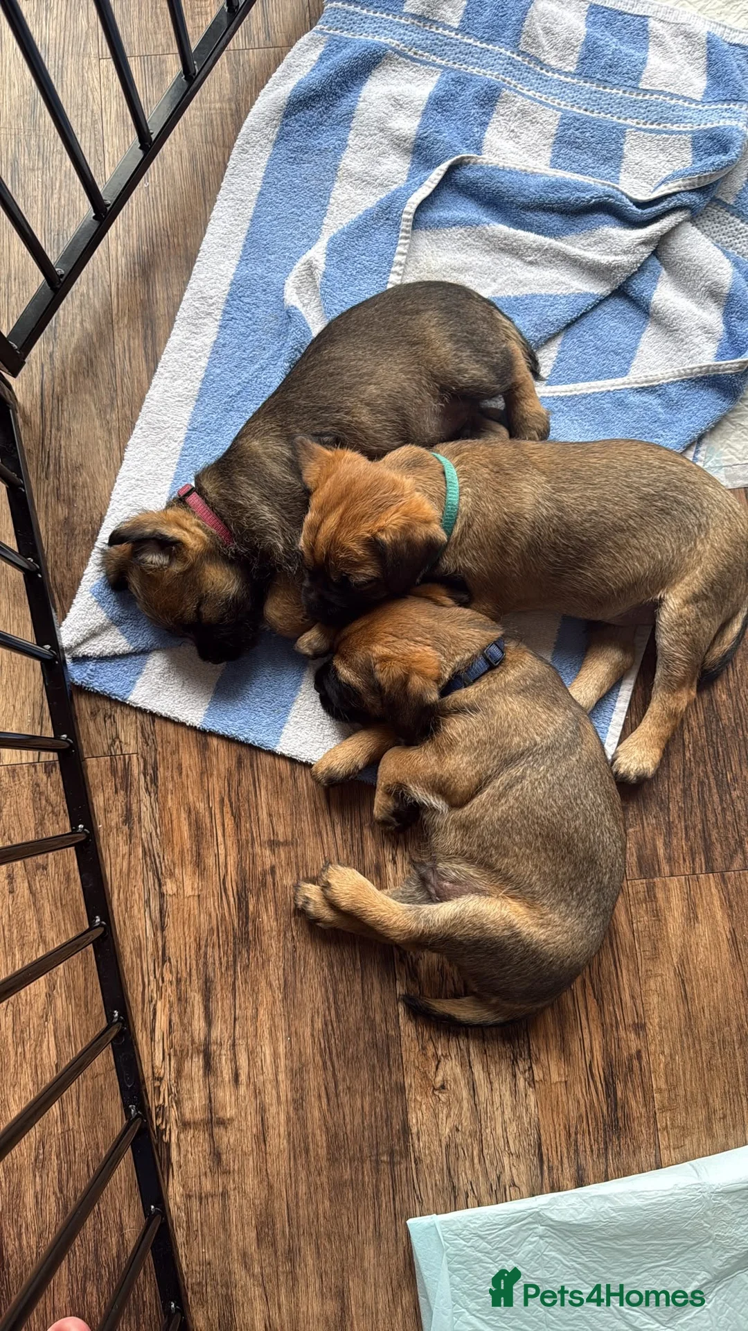 Border Terrier dogs for sale: Three Border Terrier Boys Looking for Forever Home in Seahouses - Advert 2
