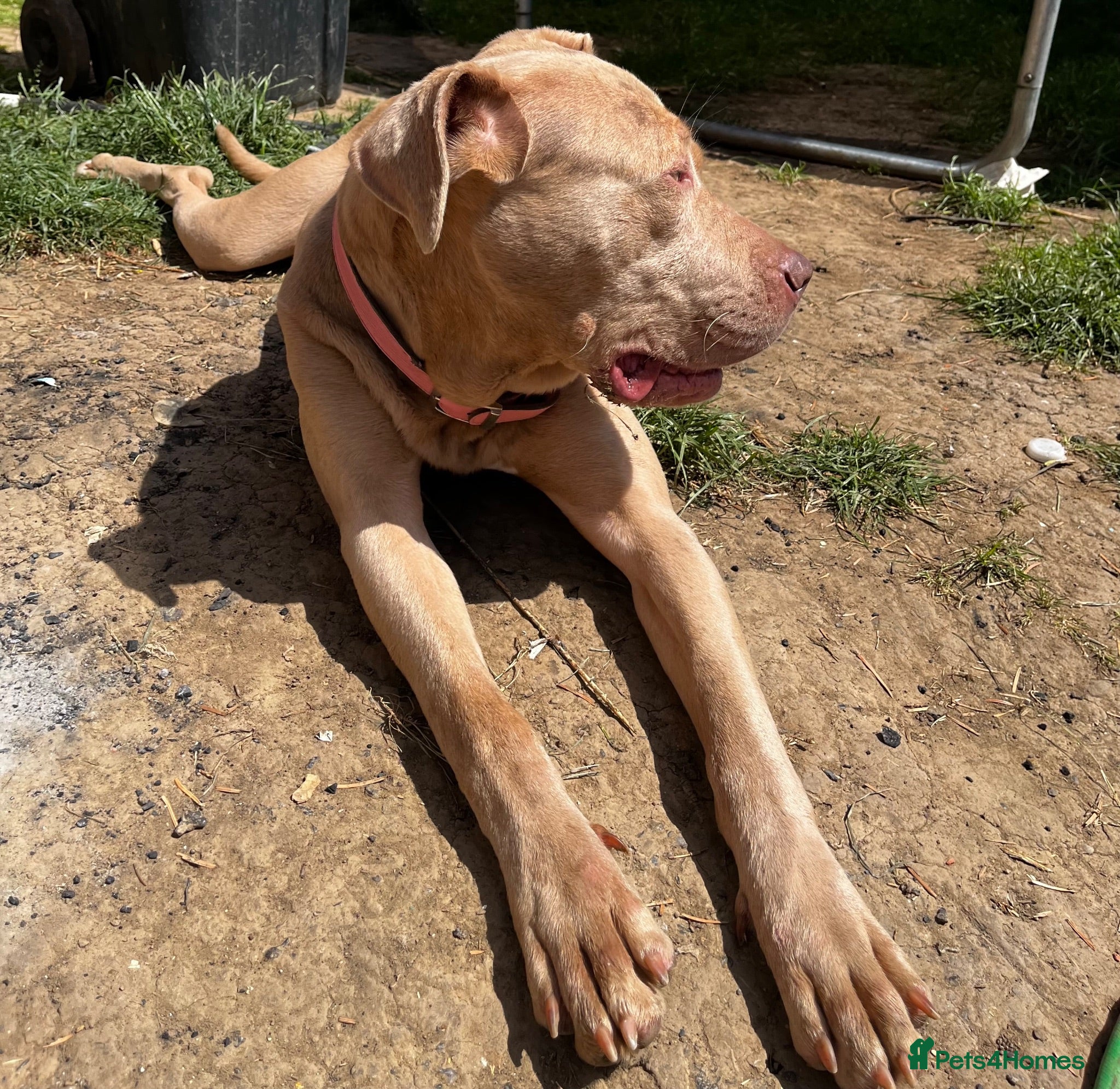 Mixed Breed dogs Beautiful bandog puppies  - Advert 2