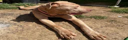 Mixed Breed dogs for sale: Beautiful bandog puppies  - Advert 14