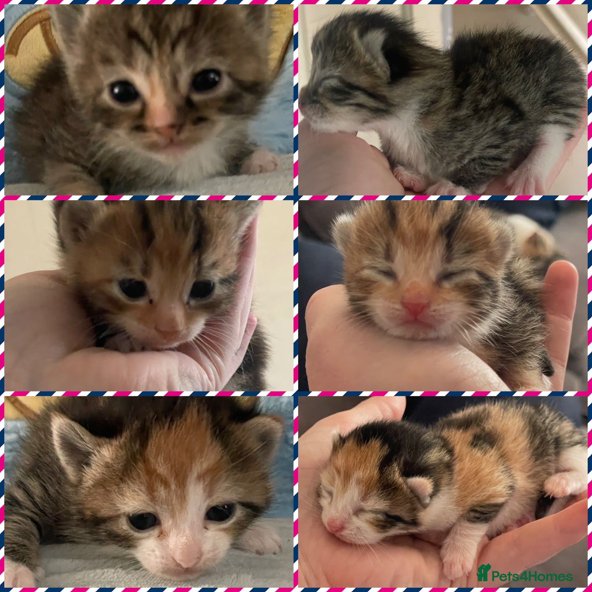 Mixed Breed cats Beautiful litter of kittens 💓  - Advert 3