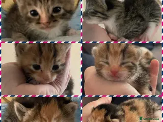 Mixed Breed cats Beautiful litter of kittens 💓 - Advert 3