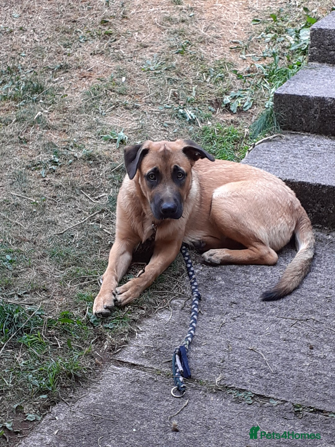 Mixed Breed dogs for sale: Beautiful well tempered Golden Shepherd puppy  - Image 4
