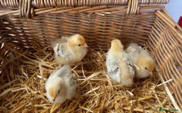 Chickens poultry for sale: Unsexed Mille Fleur Pekin Chicks For Sale  - Image 5