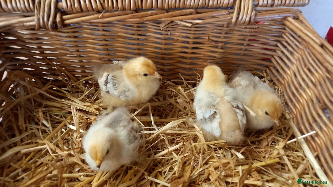 Chickens poultry for sale: Unsexed Mille Fleur Pekin Chicks For Sale  - Image 5