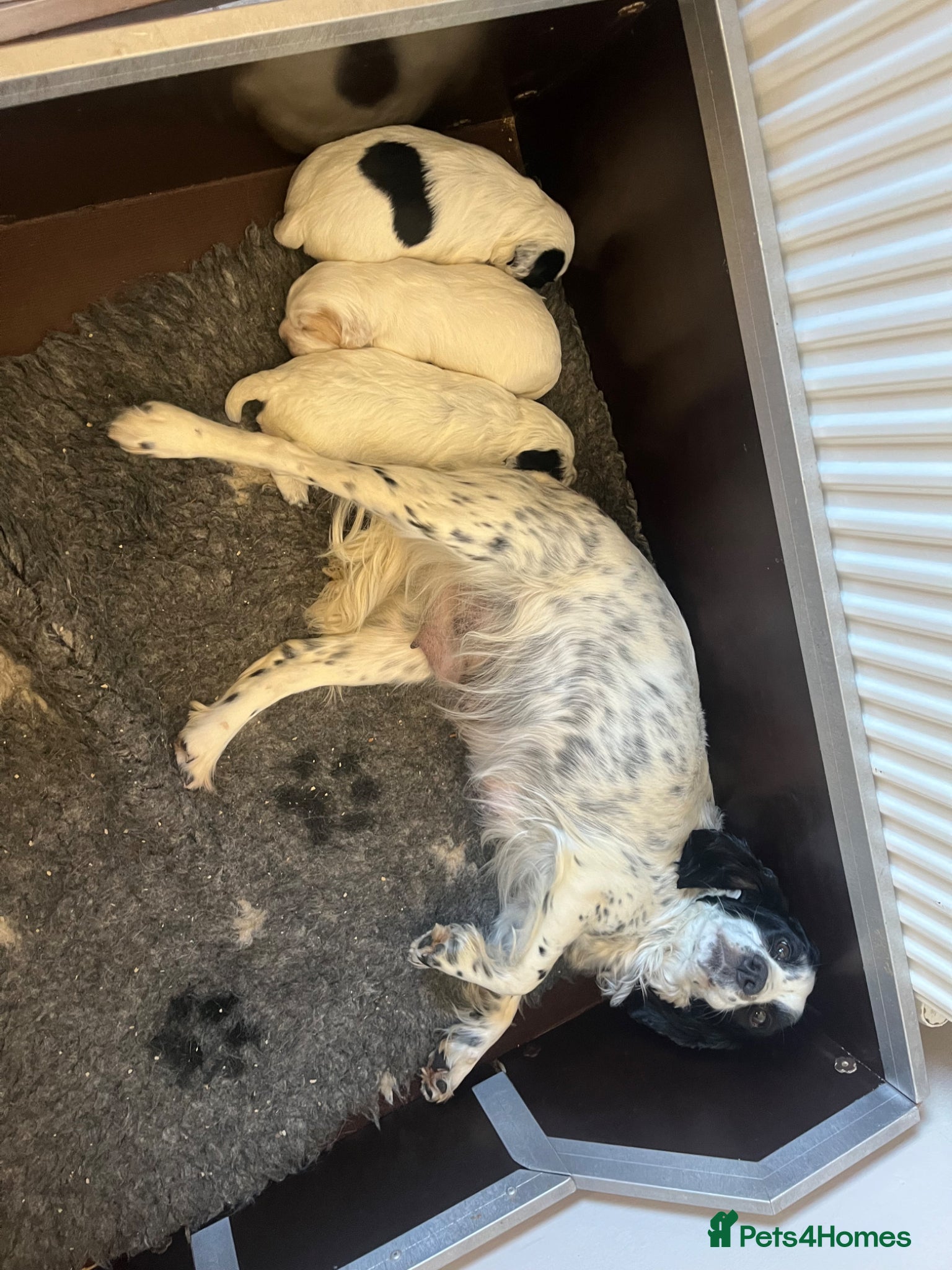 Cocker Spaniel dogs Beautiful KC Reg Cocker Spaniel Pups - Advert 3