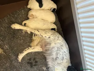 Cocker Spaniel dogs Beautiful KC Reg Cocker Spaniel Pups - Advert 1