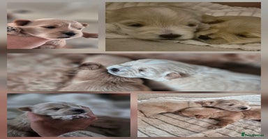 Mixed Breed dogs - Advert 4