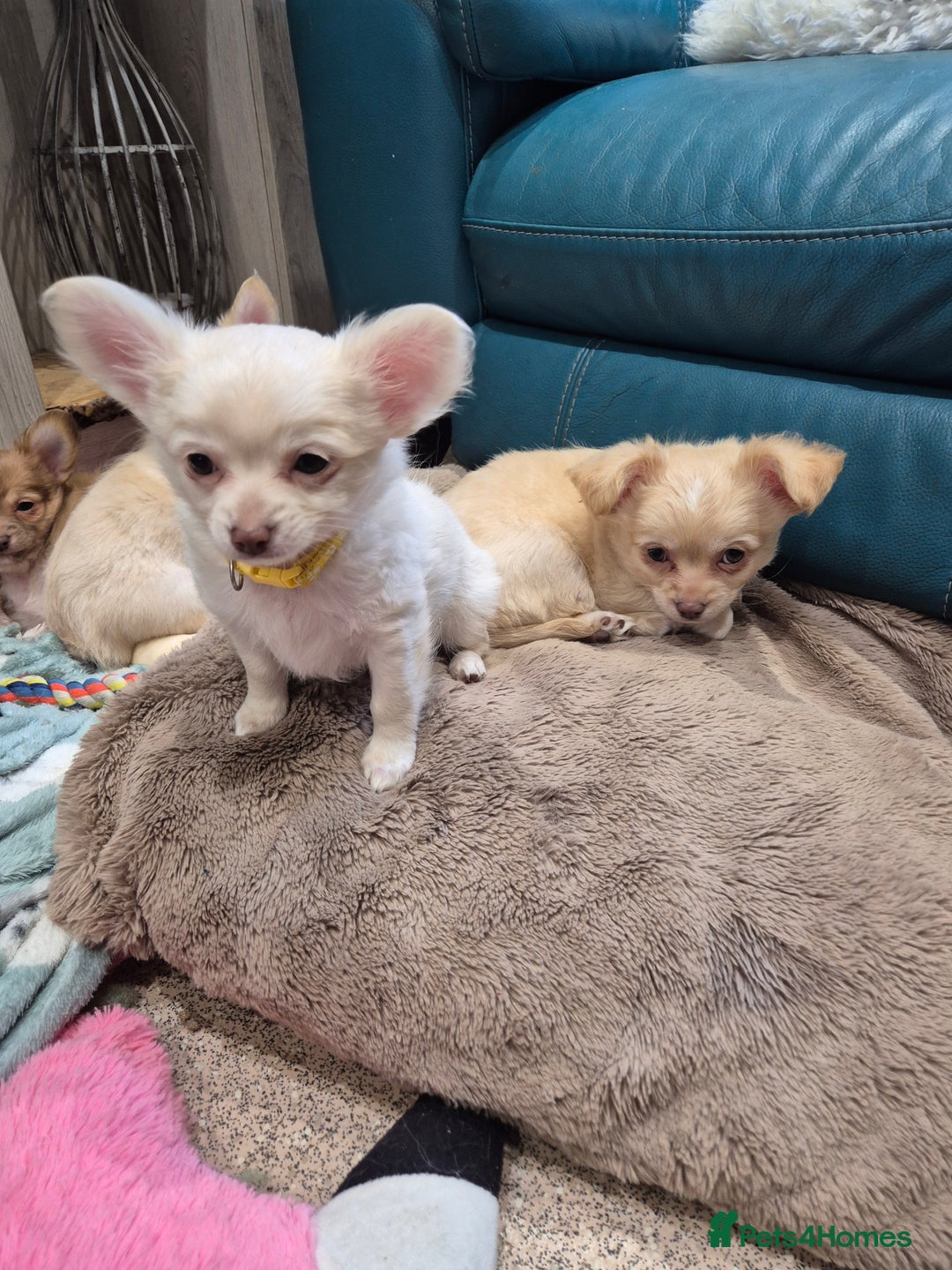 Chihuahua dogs for sale: ***READY NOW*** Long Haired Chihuahua Pups  - Advert 22