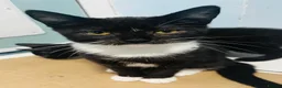 Mixed Breed cats for sale: Beautiful kittens ready for a new home - Advert 10