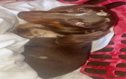 Dachshund dogs for sale: Dapple Boy Dachshund 🐶🐶 - Image 4