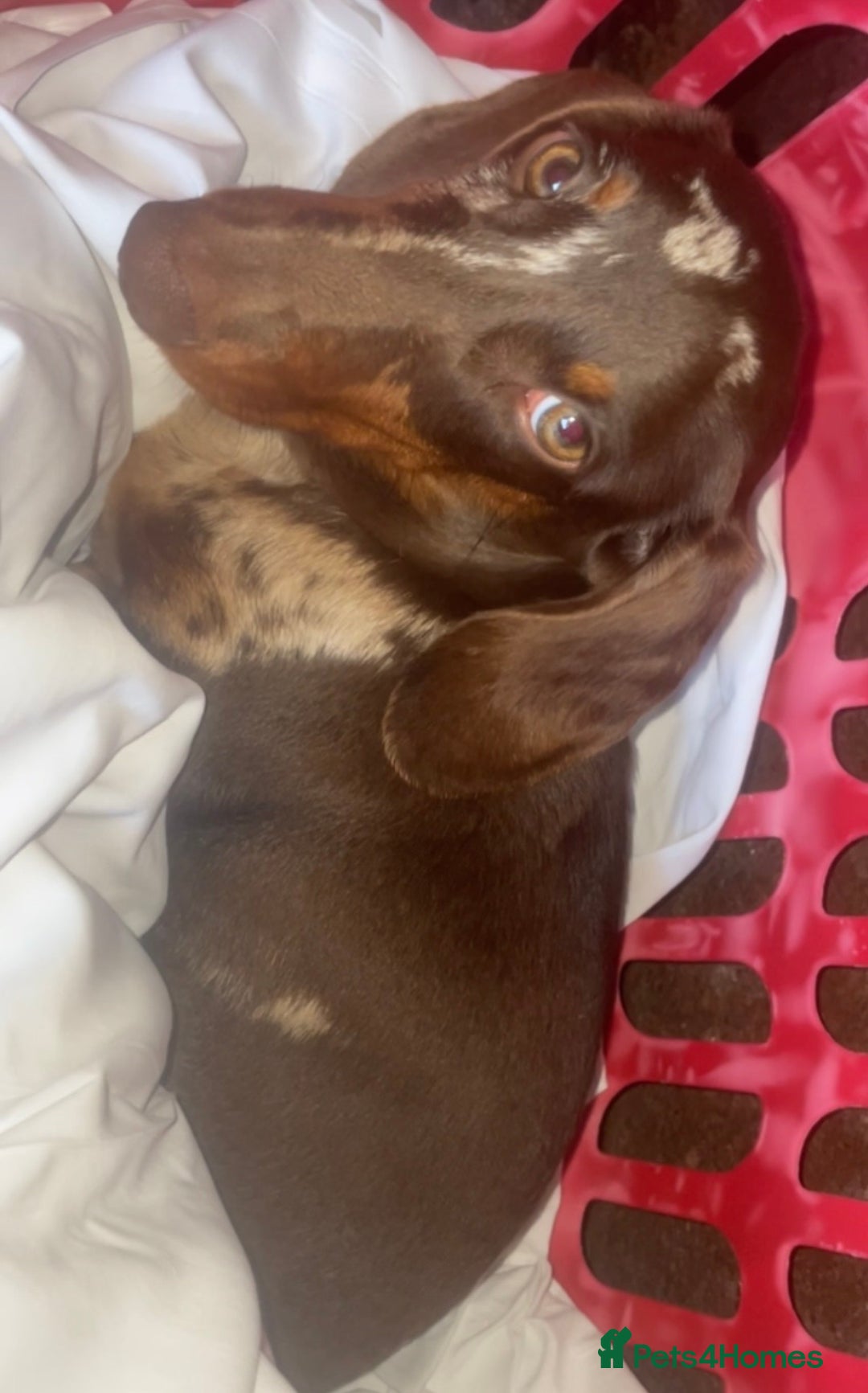 Dachshund dogs for sale: Dapple Boy Dachshund 🐶🐶 - Image 4