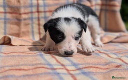 Border Collie dogs for sale: Loving homes wanted in Narberth - Image 12