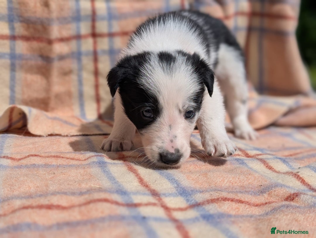 Border Collie dogs for sale: Loving homes wanted in Narberth - Image 12