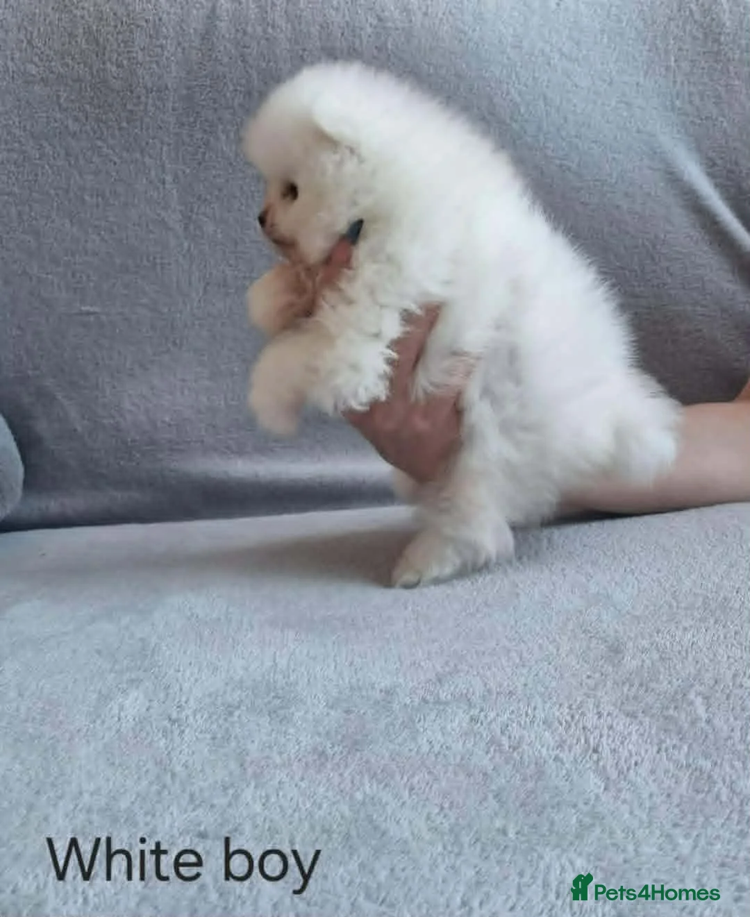 Pomeranian dogs for sale: Stunning KC teddy bear Pomeranian Puppies in Newark - Advert 14