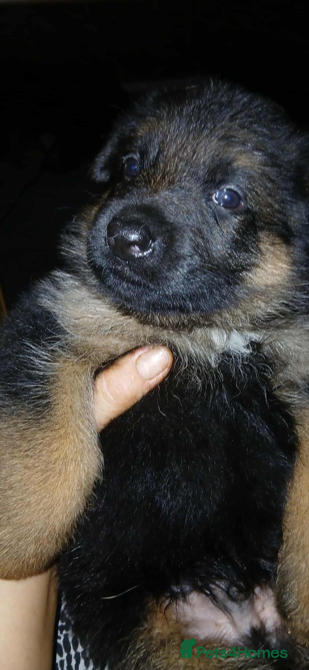 German Shepherd dogs for sale: Adorable German Shepherd Puppies  - Image 12