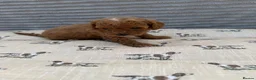 Cavapoo dogs for sale: Exceptional F1b Cavapoo Puppies, Health Tested | - Advert 7