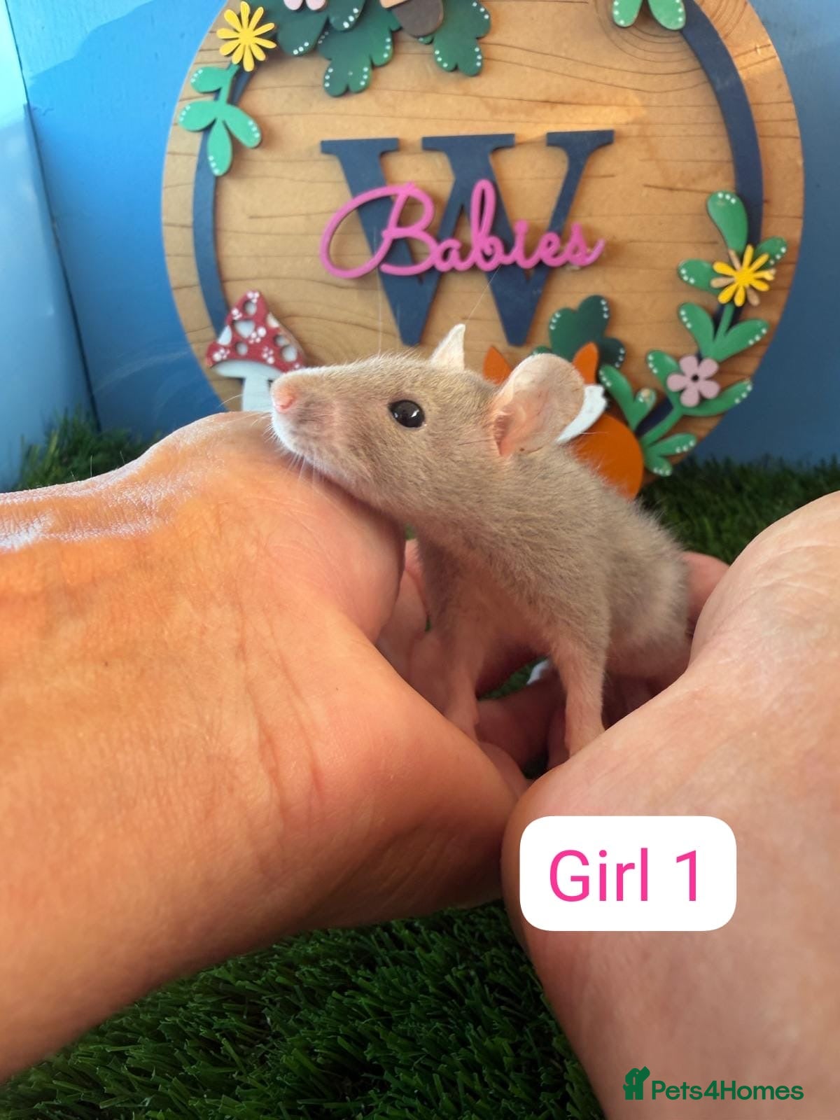 Rat rodents Baby Dwarf Rats Boys Girls  - Advert 2
