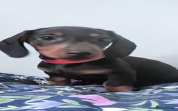 Dachshund dogs for sale: Beautiful Min Dachsund Pups - Image 2