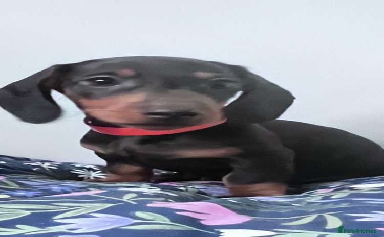 Dachshund dogs - Advert 1