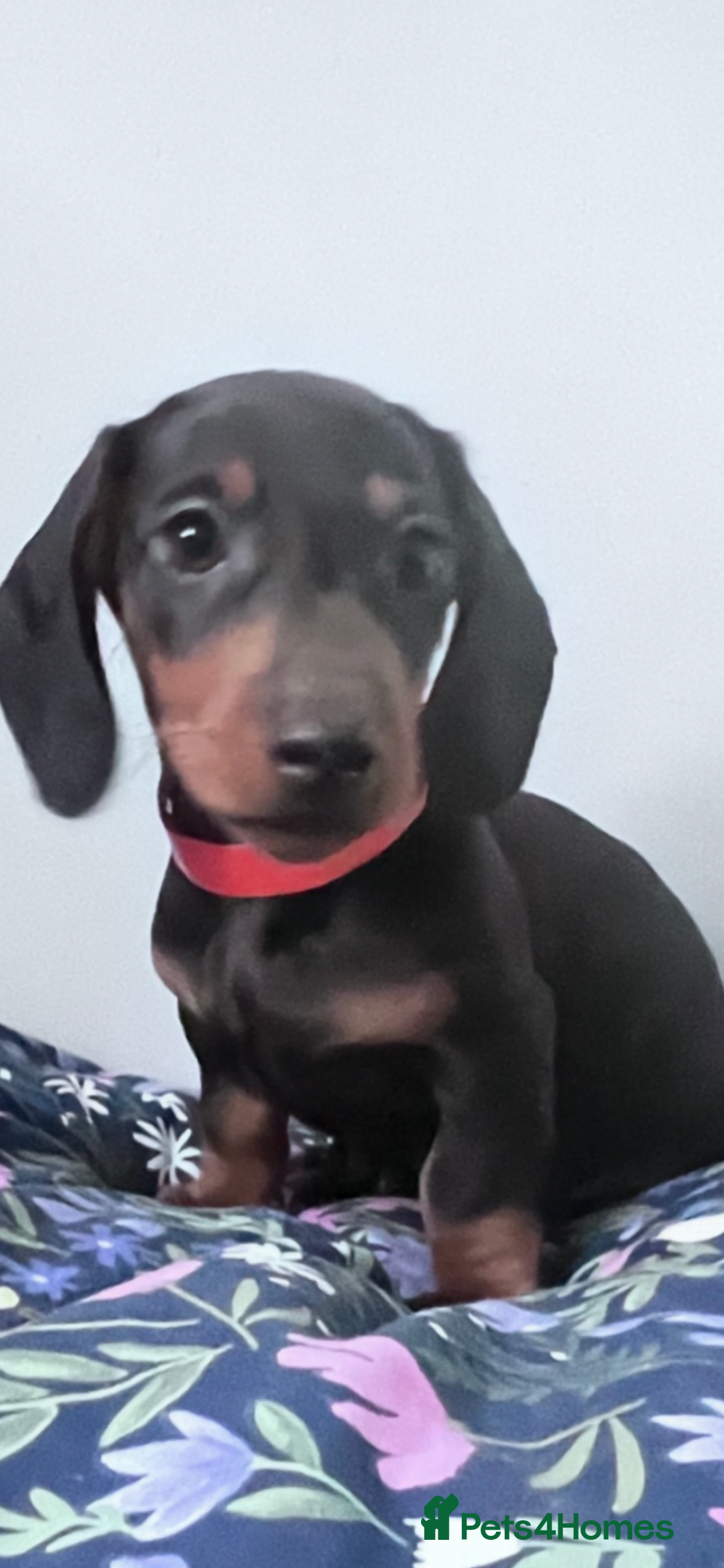 Dachshund dogs for sale: Beautiful Min Dachsund Pups - Image 2